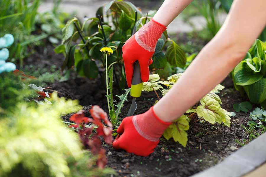 Weeding in the garden